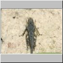 Tetrix subulata - Dornschrecke 01a 11mm.jpg